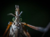 Крупнейший комар найден в Китае