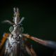 Крупнейший комар найден в Китае