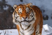 ​Китай и Россия создали лабораторию по сохранению амурского тигра
