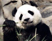 В Китае планируют начать клонировать панд