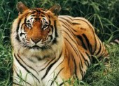Тигры напали на группу туристов в Китае