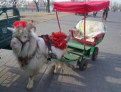 В китайском городе появилась уникальная рикша