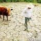 В китайской провинции Хубэй продолжительная засуха оставила без воды почти 1,4 тыс водохранилищ