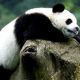 Перепись панд начнется в Китае в июле