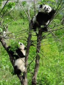 Работа мечты — смотритель за пандами