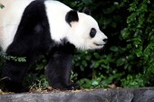 Панда — символ Китая