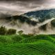 Китайский город признан крупнейшей в мире чайной плантацией