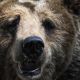 В пекинском сафари-парке медведь напал на туриста