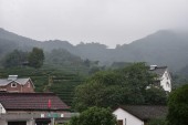 Деревня Лунцзин (Tea Plantation Longjing tea fields)