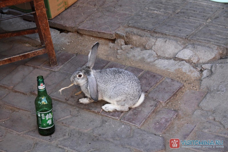 Кролик-сибарит, гнездящийся в окрестностях  дворцового комплекса  императора Пу И
