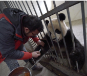 Вирус кори убивает панд в Китае