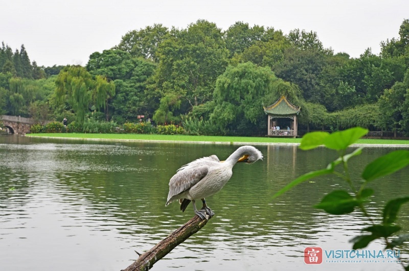 Шанхайский зоопарк
