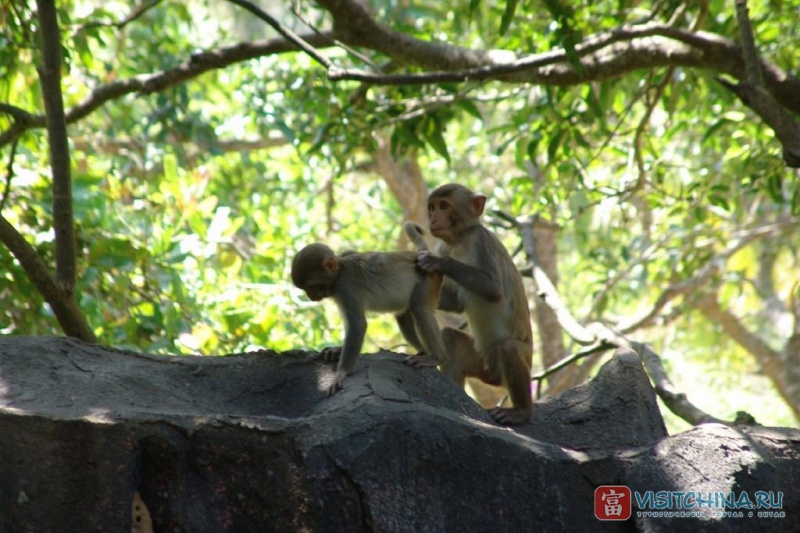 Санья, Остров обезьян