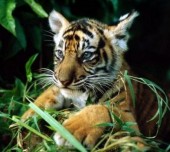 Россия и Китай: тигр и леопард не знают границ