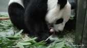 Китай подарил детеныша панды Тайваню