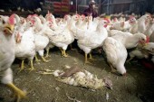 В Китае вновь обнаружены случаи заболевания птичьим гриппом