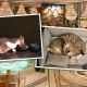 В китайском пятизвездочном отеле подкармливают бездомных кошек