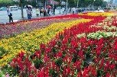 Гуанчжоу удивит туристов необычными цветами