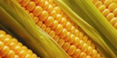 США могут уничтожить 70% урожая кукурузы в КНР