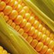 США могут уничтожить 70% урожая кукурузы в КНР