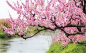 В Тибете пройдет ежегодный фестиваль персиковых цветов