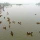 Парк водно-болотных угодий становится образовательным центром