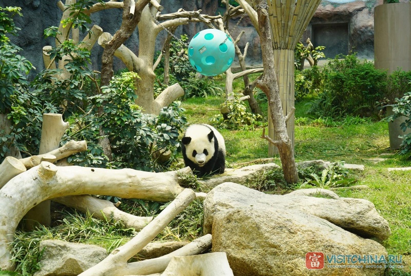Павильон гигантских панд