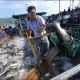 Ученые призывают к мораторию на ловлю рыбы в Янцзы