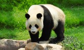 Большую панду исключили из Красной книги как вымирающий вид