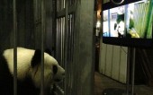 В Китае всё-таки показывают порно. Но только пандам.