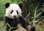 В списке Лиц Года 2011 — панда