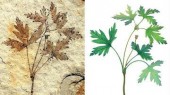 Древний китайский «кузен» лютика рассказал об эволюции цветковых