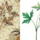 Древний китайский «кузен» лютика рассказал об эволюции цветковых