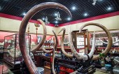 Четверть всей слоновой кости, продаваемой в Китае, получена нелегально