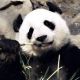 В Китае панды белеют из-за неизвестной болезни