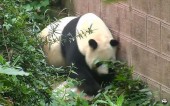 Китайская смесь - переполненный бассейн и панда-беглец