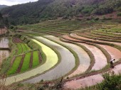 В Китае найден самый древний культурный рис