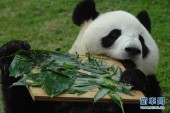 В Макао от почечной недостаточности умерла панда Синь Синь