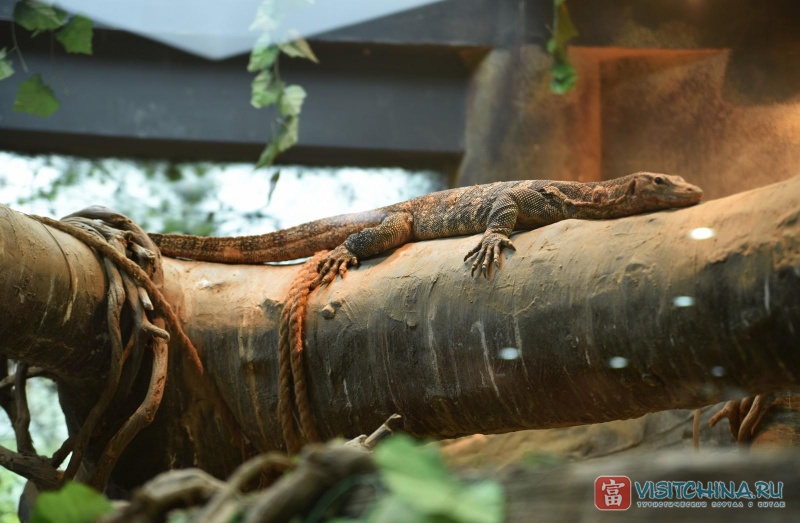 Шанхайский зоопарк