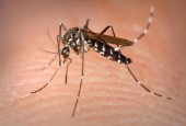 В Макао зафиксирована вспышка лихорадки денге