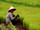 Китайцы вывели рис, который победит голод на Земле
