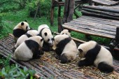 Пандам в Китае устроят выходной