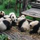 Пандам в Китае устроят выходной