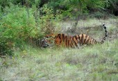 Китай ищет президентского тигра Кузю, перешедшего границу