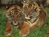 Китай и Россия столкнулись с парадоксом: развести тигра в неволе – значит уничтожить его на свободе