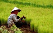 Китайский супер-рис подходит к цифре 150 центнеров с гектара