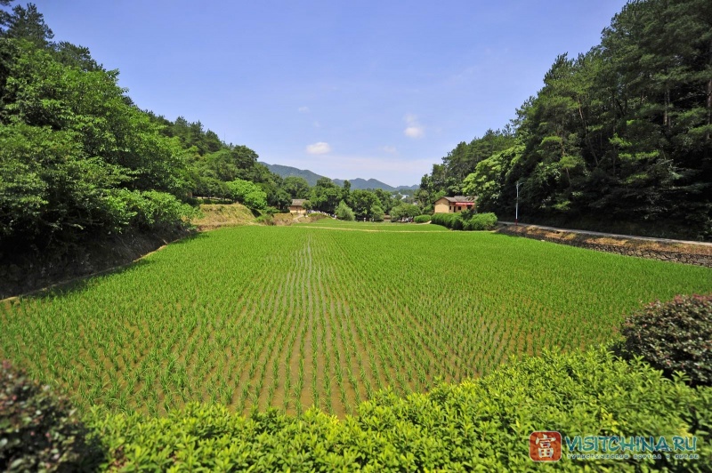 Рисовое поле усадьбы