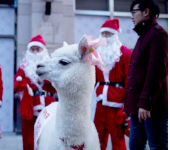 Боязнь западной культуры в Китае приводит к запрету на рождественские праздники