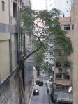 В Гонконге на стенах растут деревья