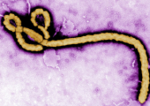 Китай направляет три отряда врачей в Африку на борьбу с вирусом Эбола